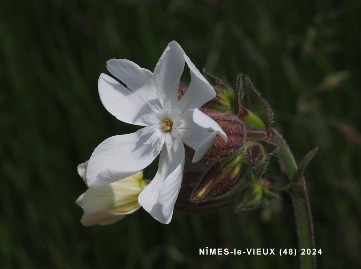 Campion, White flower